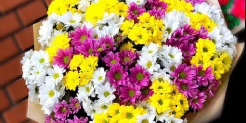 Krizanteme su dale korijenje u vazi: kako posaditi reznice